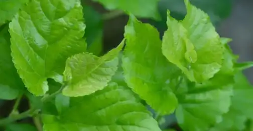 Mulberry Leaf Extract Powder: Applications in Dietary Supplements